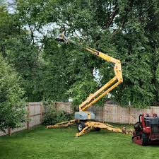 Trusted San Felipe, TX Tree Services Experts