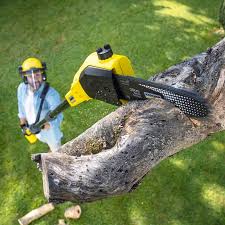 Best Lawn Mowing  in San Felipe, TX