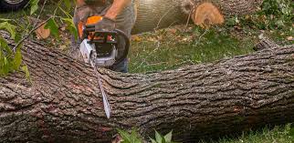 Best Tree Risk Assessment  in San Felipe, TX