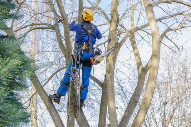 Best Tree Preservation Services  in San Felipe, TX