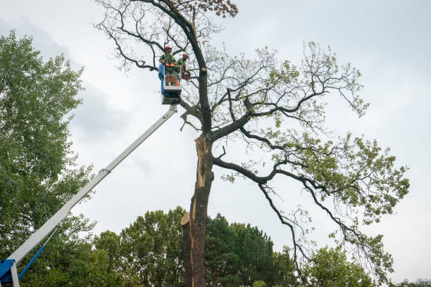 Best Fruit Tree Pruning  in San Felipe, TX