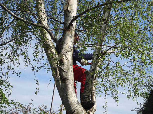 Best Tree Trimming and Pruning  in San Felipe, TX