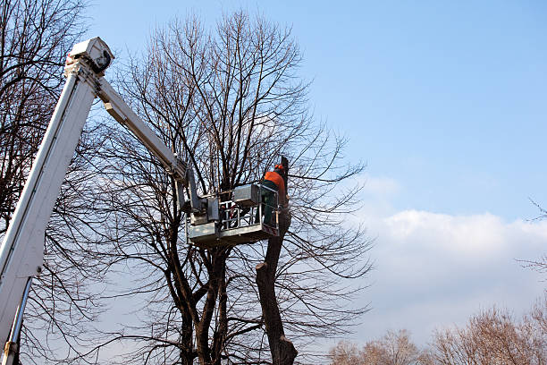 How Our Tree Care Process Works  in  San Felipe, TX