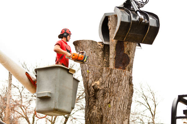 Best Tree Maintenance Programs  in San Felipe, TX