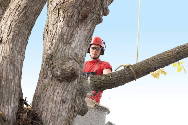 Best Tree and Shrub Care  in San Felipe, TX